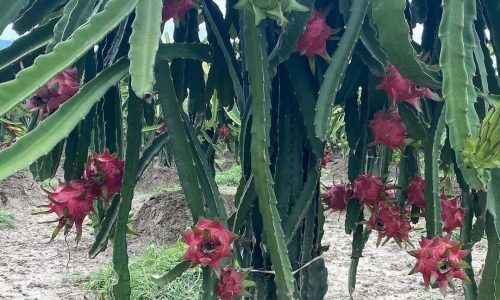 515202812_18468383323078446_1883105280431850702_n (1)