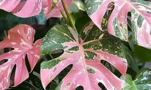 517354414_18005506922788621_2148060364520699243_n (1)