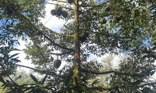 517406501_10235272046519935_2730226268189962374_n (1)