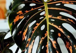 517444152_18005506931788621_6627214204496726566_n (1)