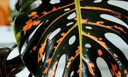 517444152_18005506931788621_6627214204496726566_n (1)