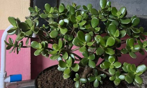 518281429_24173133298965372_8004161636953858575_n (1)