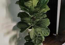 520416178_18061357241262192_4492285295942421488_n (1)