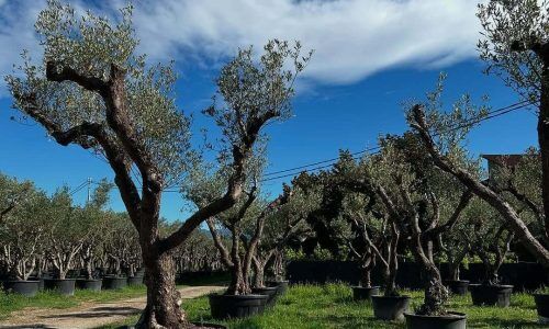 523426736_18471986230075197_2627598866204468041_n (1)