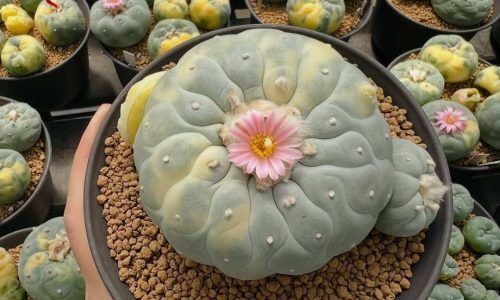 527275304_18085711468839776_3427520092583778315_n (1)