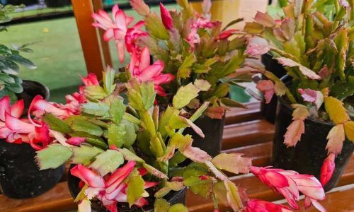 527364686_3999089107010381_4359315363842562073_n