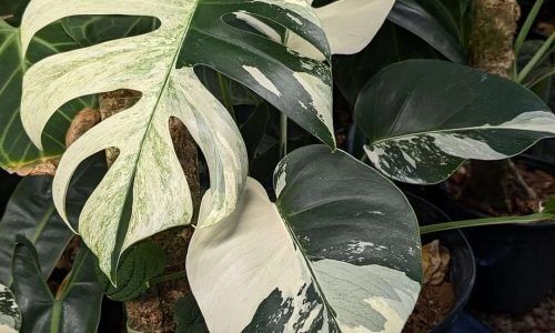 531110273_756926997095236_3430692108587957070_n (1)