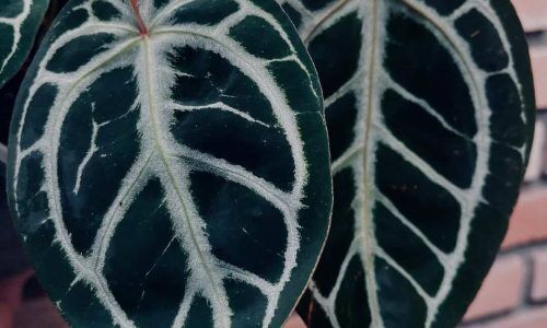 532345558_17990335850828795_858217067034400644_n (1)