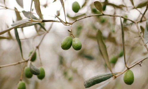 535294461_18284485120257838_1926463262091564804_n (1)