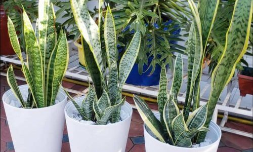 536706368_18055998092455685_3769350548009486497_n (1)