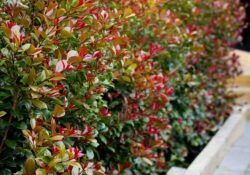 536884336_18172928698351496_8880324535167957537_n