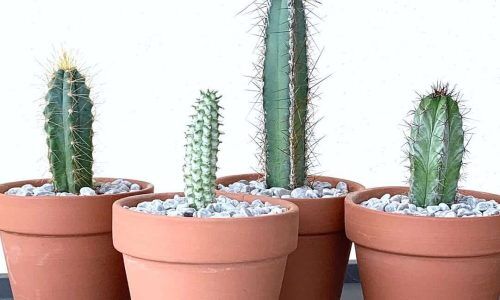 57116471_138159787259568_8924868404784712557_n (1)