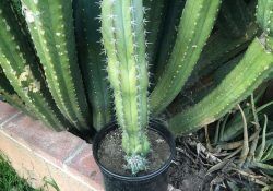 95764059_236647567554937_3467657431339646201_n (1)