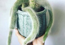 97115548_245458900036325_2875662630829179329_n (1)