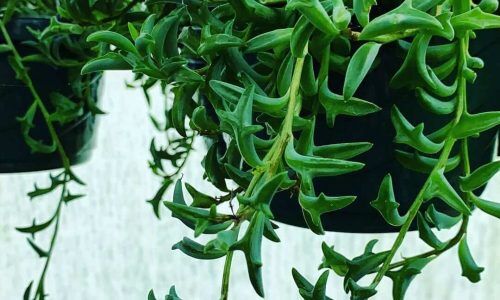 97342846_640967146482028_8520717499705241884_n (1)