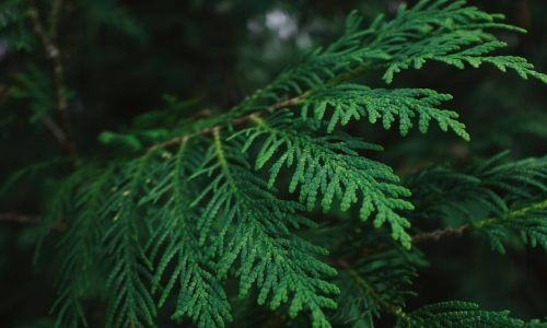 adam-kring-J3qfB1NojJU-unsplash (1)