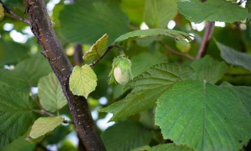 anastasiya-dalenka-e8b00WwwH98-unsplash (1)