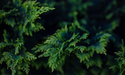 ehsan-ahmadnejad-ZcygGKMMqo4-unsplash (1)