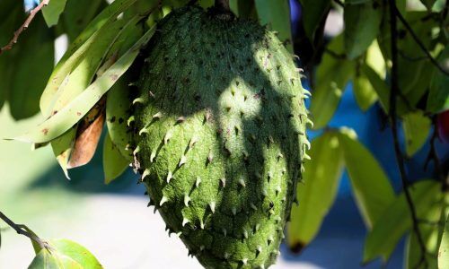 jaime-gusmao-VvEikYzNdRg-unsplash (1)