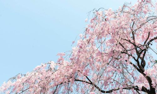 masaaki-komori-jxDNHBYdOAc-unsplash (1)