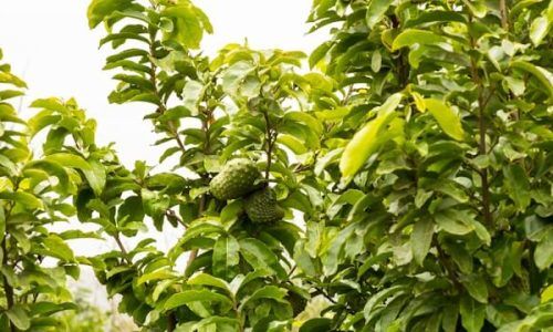 renny-gamarra-kCuUOJDqNQ4-unsplash (1) (1)