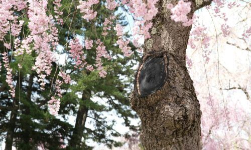 seiya-maeda-JXpFG3Z0hU4-unsplash (1)