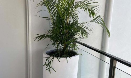 106714310_129390272147724_3867379869392297578_n (1)