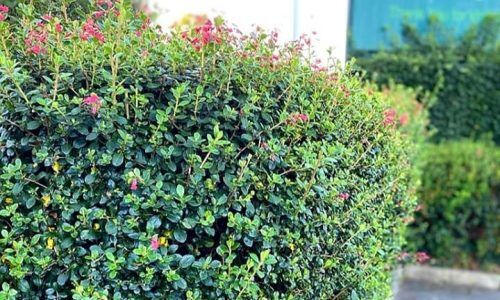 119708027_818771882190780_8685118229260811289_n (1)