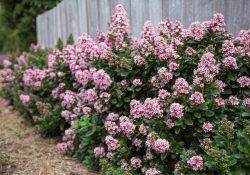 158329273_137619848269348_1862001570469828214_n (1)