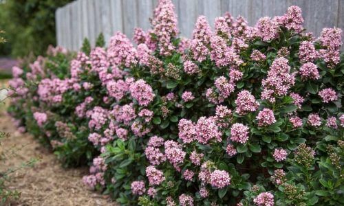 158329273_137619848269348_1862001570469828214_n (1)