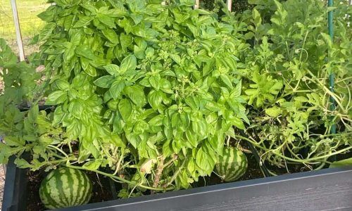 240724553_809913022964597_5465245002502247632_n (1)