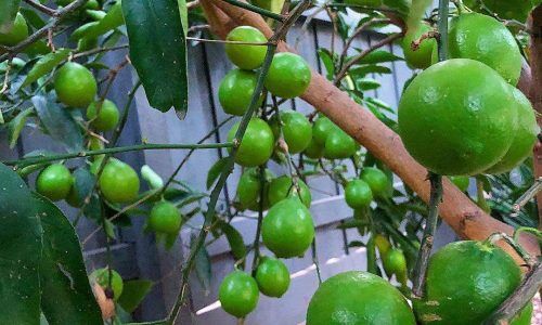 29088005_628174980908056_6409827424686571520_n (1)