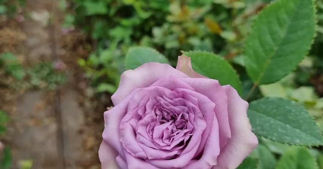 320572615_1141780743195701_2518277932474600202_n (1)