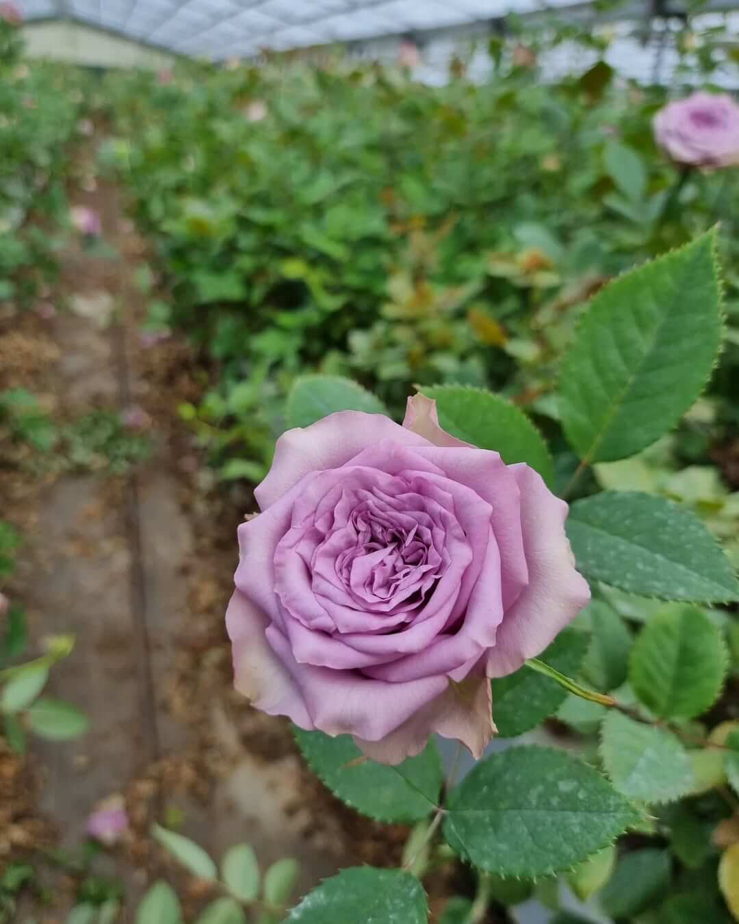 320572615_1141780743195701_2518277932474600202_n (1)