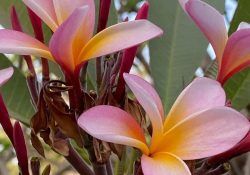 325597138_895704558284727_2542195011938295461_n (1)