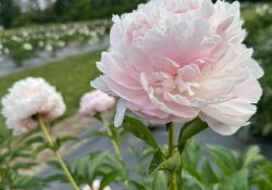 447780051_491533976777814_1161381868274508416_n (1)