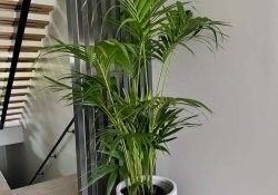 462674630_18033454751224206_9135593698389006080_n (1)