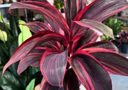 469720215_460078160468466_4535537793000998038_n (1)