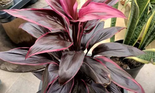 470900747_568736292461608_155545925989370586_n