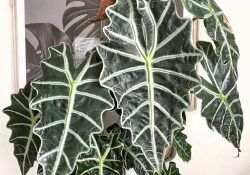 472225057_1107766413890297_6071003654996792146_n