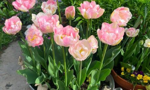 480870579_18085491640587100_6933922009749599701_n (1)