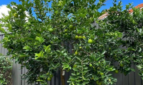 483934638_18134873566392134_4256195905250403581_n (1)