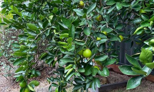 483980499_18134873578392134_316476698554860227_n (1)