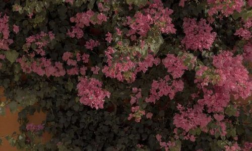 486044172_18492630955056154_7589586112138090992_n (1)