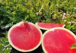 487372927_1097151539092870_6376378581397966627_n (1)