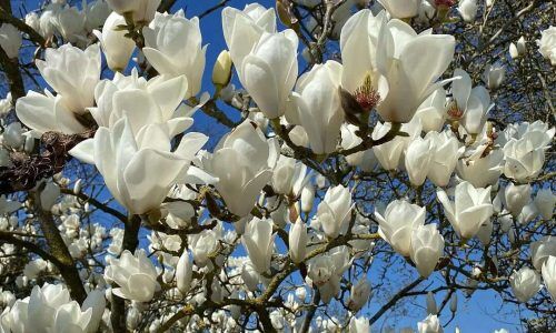 488301750_17952233714945477_1262833506018053342_n (1)