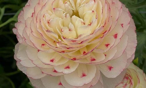 488543859_18496530790011185_2879328877502964189_n (1)