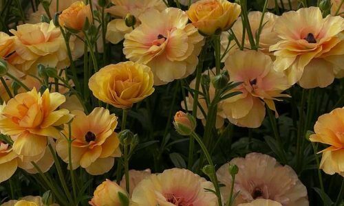 488871987_18496530934011185_5300685394466689345_n (1)