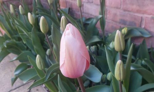 488988032_9871354026249746_8376491753378627453_n