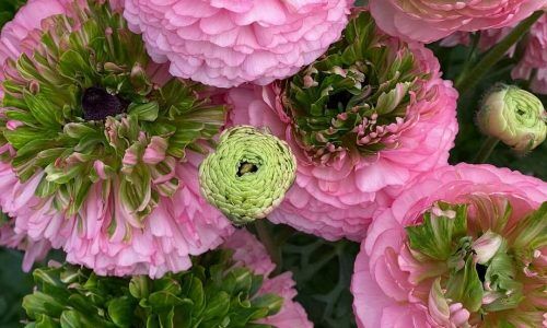 489026441_18496531015011185_7594281103165400846_n (1)